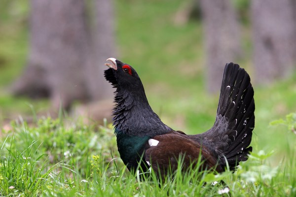 Je sobivanje divjega petelina in obiskovalcev na Vitrancu možno?